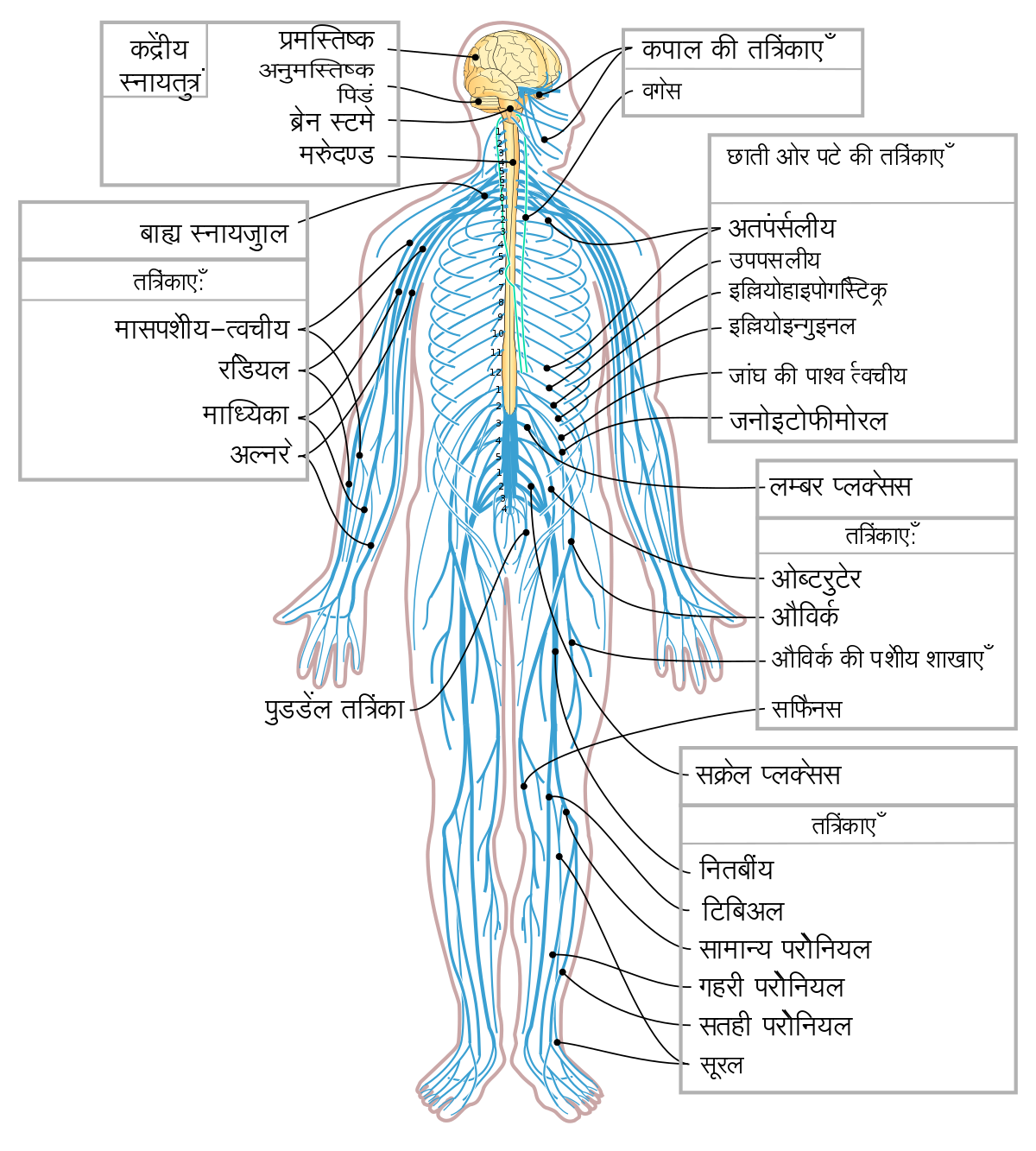 मानव शरीर- तंत्रिका तंत्र Nervous system - Golden Classes